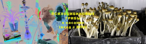 индика Богданович